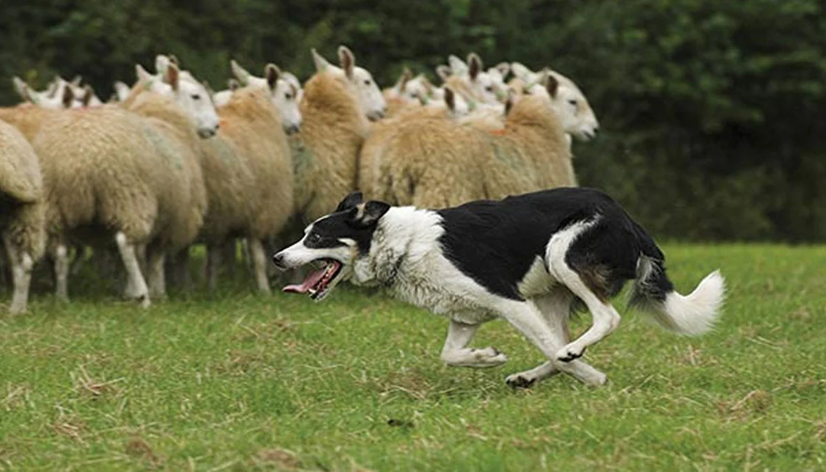 Dog off lead sends sheep to their deaths: Here's what happened