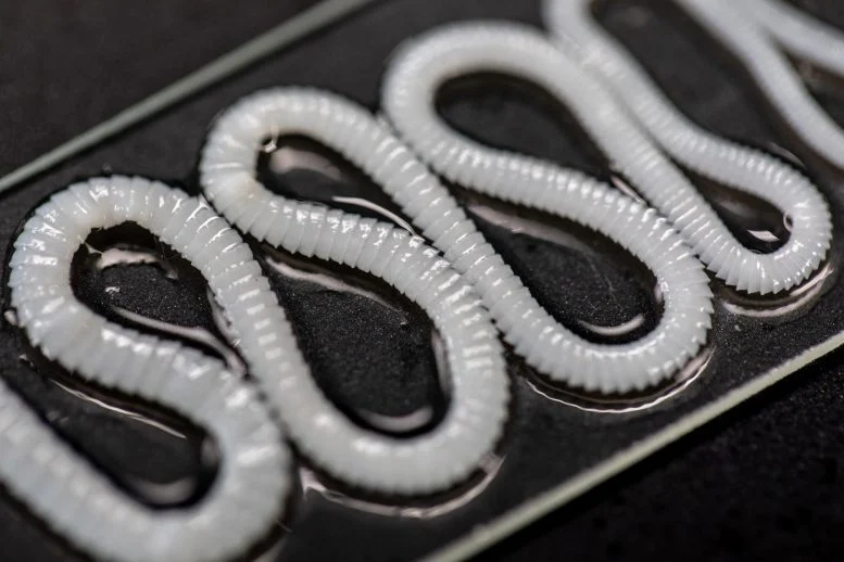 The Deadly Tapeworm Spreading Across America Has Reached the Pacific Northwest