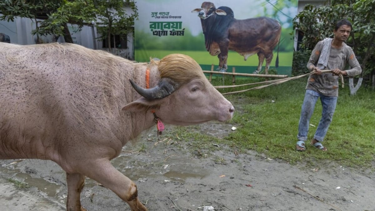 Officials step in to spare viral ‘Donald Trump’ buffalo