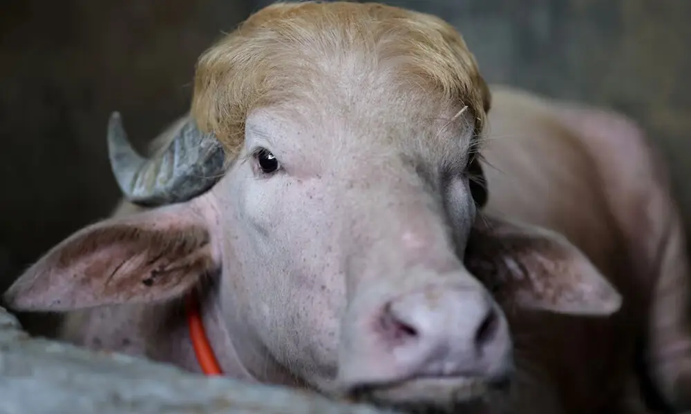 'Trump' buffalo spared sacrifice, sent to Bangladesh zoo - World