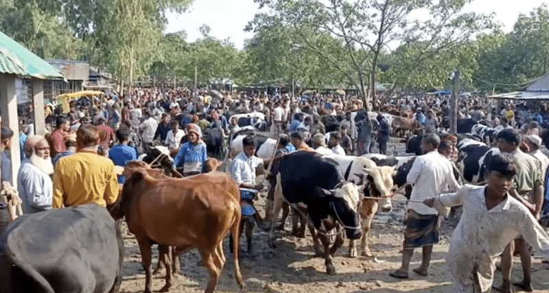 Crack down on illegal cattle markets ahead of Eidul Adha