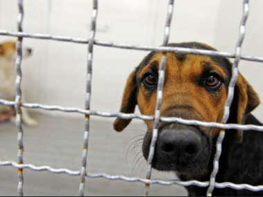 Sindh launches province-wide anti-rabies campaign